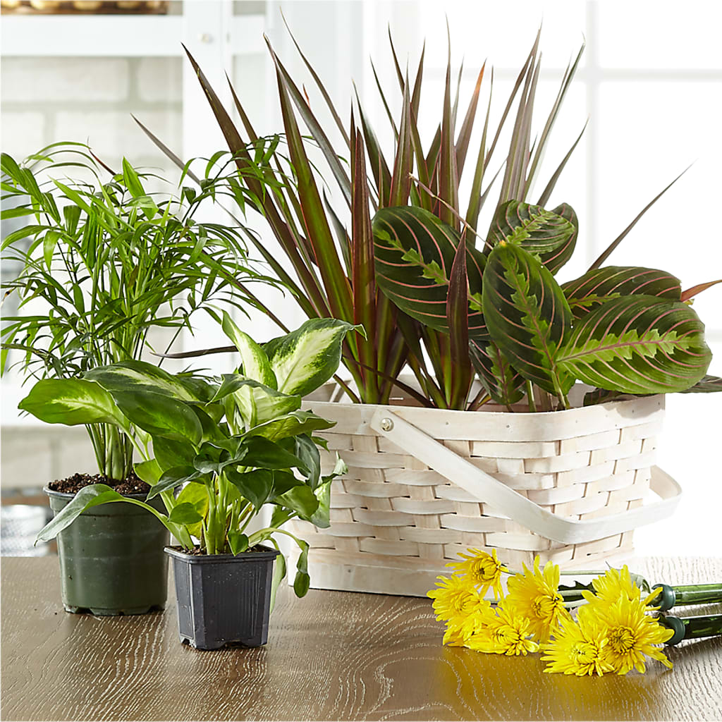 Florist Designed Blooming and Green Plants in a Basket – A Floral Gallery, Clayton MO
