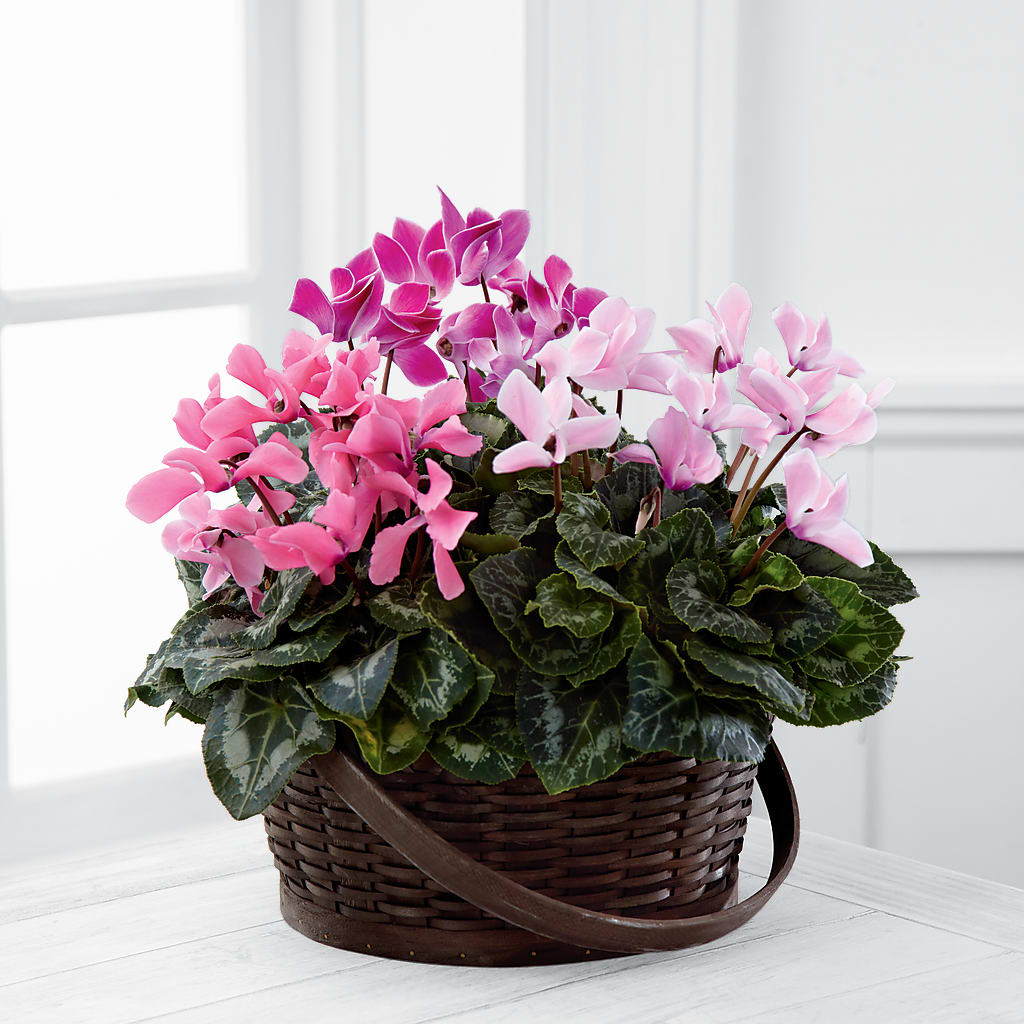 Mixed Cyclamen Planter – A Floral Gallery, Clayton MO