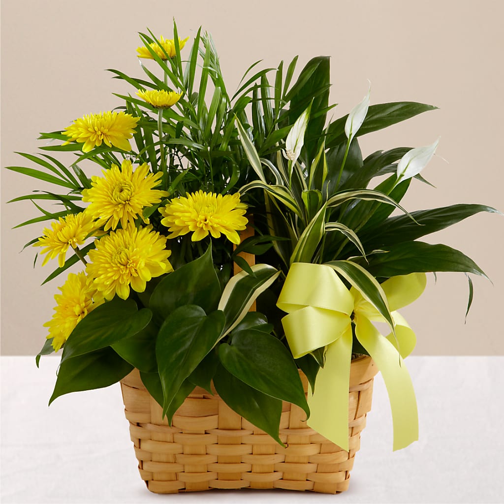 Loving Light Dishgarden – A Floral Gallery, Clayton MO