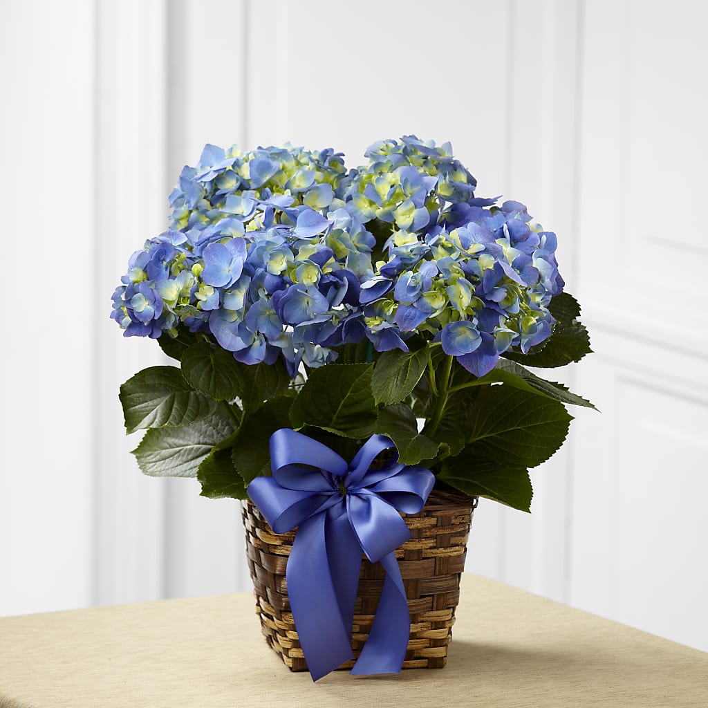 Blue Hydrangea Planter – A Floral Gallery, Clayton MO
