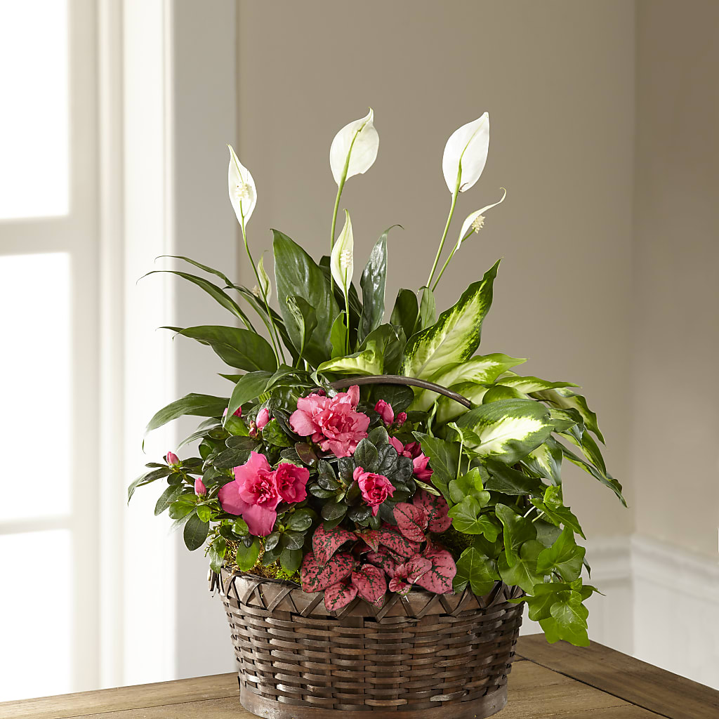 Dream in Pink Dishgarden – A Floral Gallery, Clayton MO