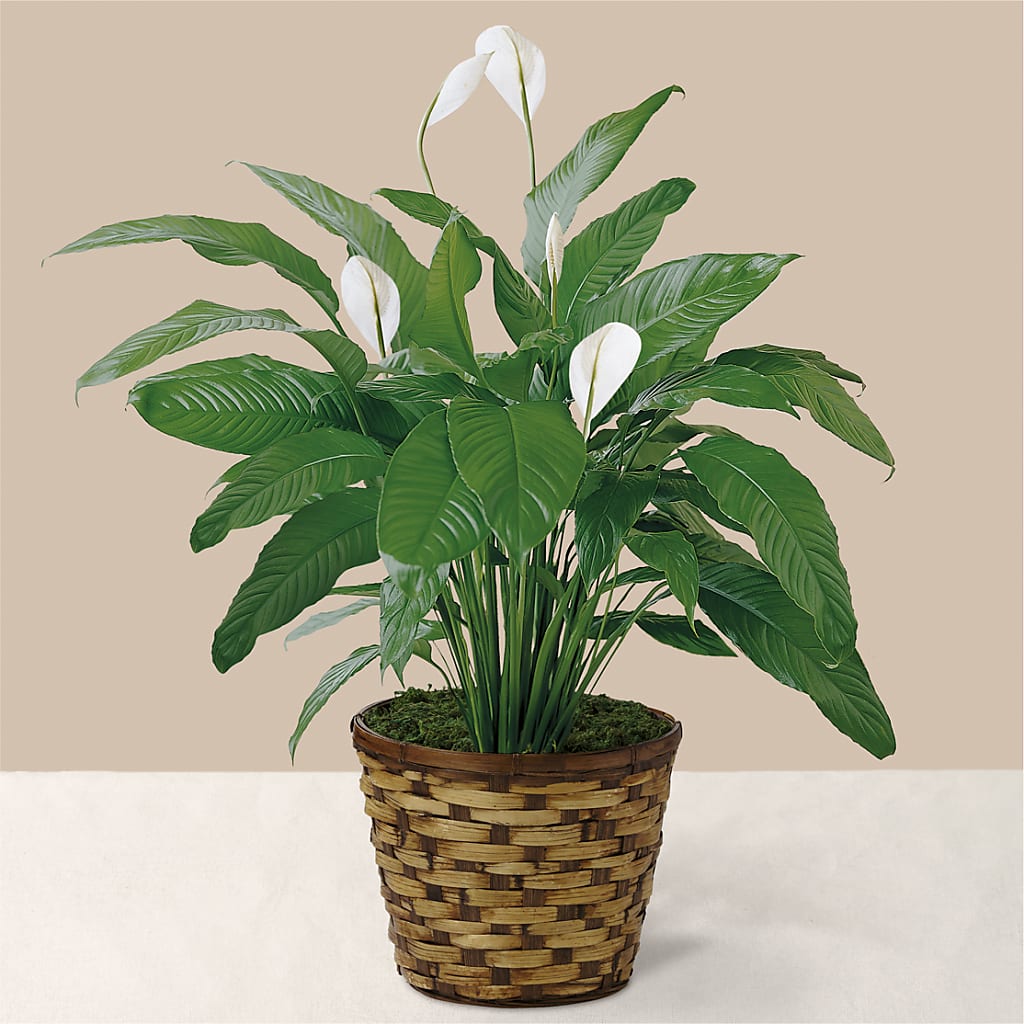 Tranquil Moments Peace Lily Plant – A Floral Gallery, Clayton MO