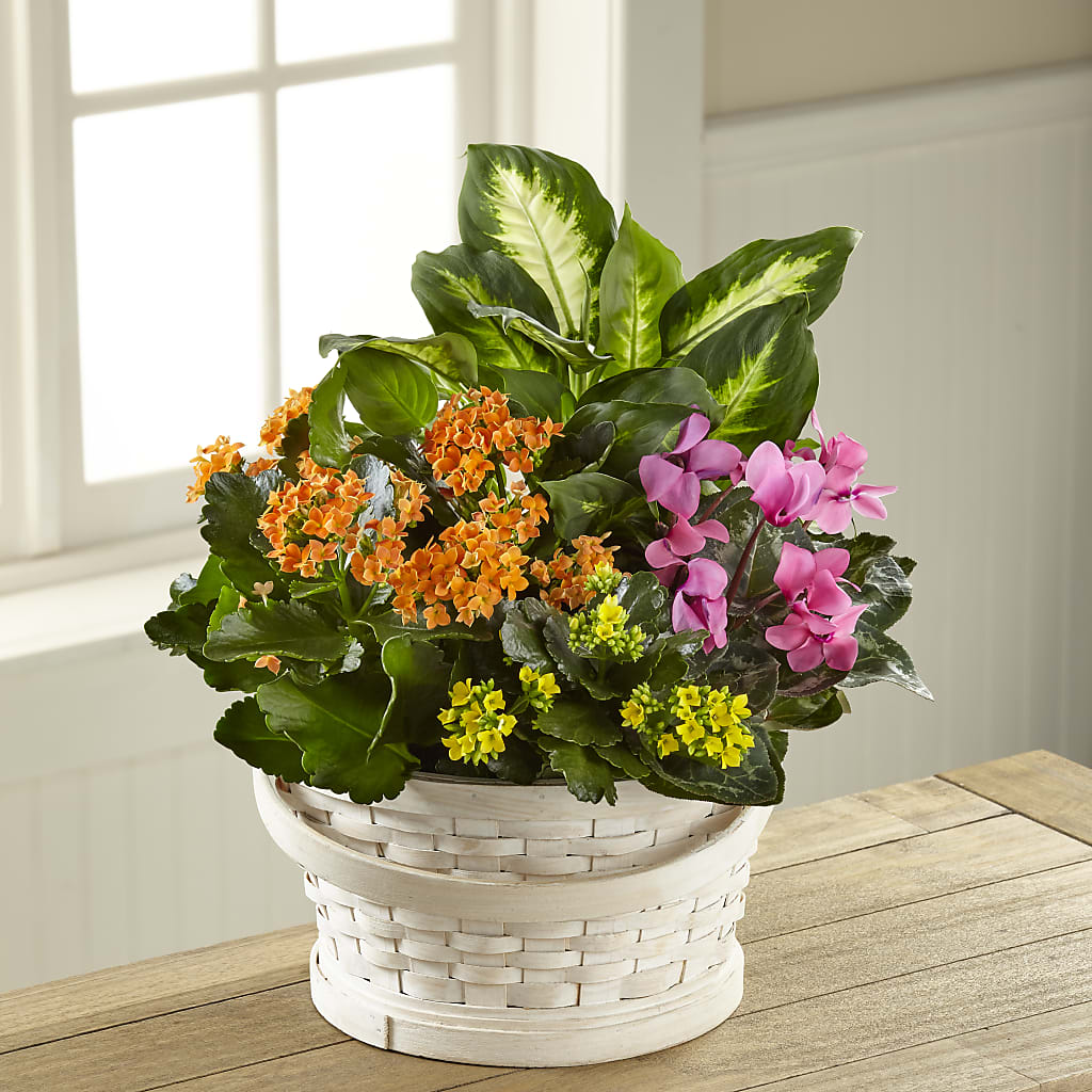 Color Crush Dishgarden – A Floral Gallery, Clayton MO