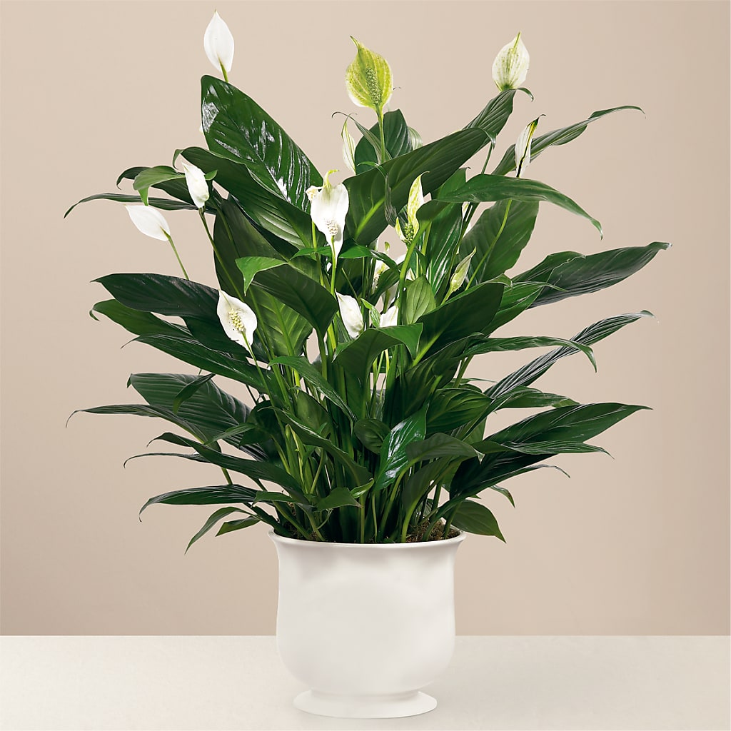Comfort Planter – A Floral Gallery, Clayton MO