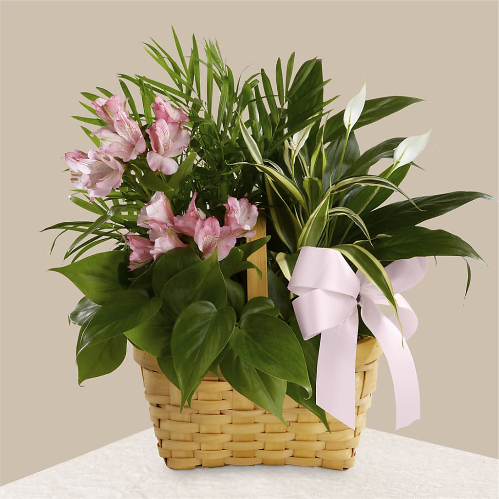 Living Spirit Dishgarden – A Floral Gallery, Clayton MO