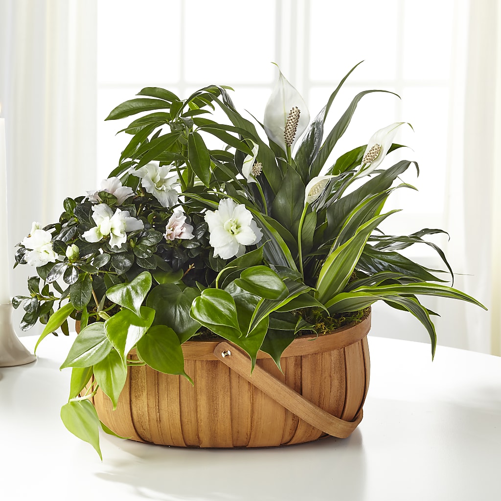 Serene Dishgarden – A Floral Gallery, Clayton MO