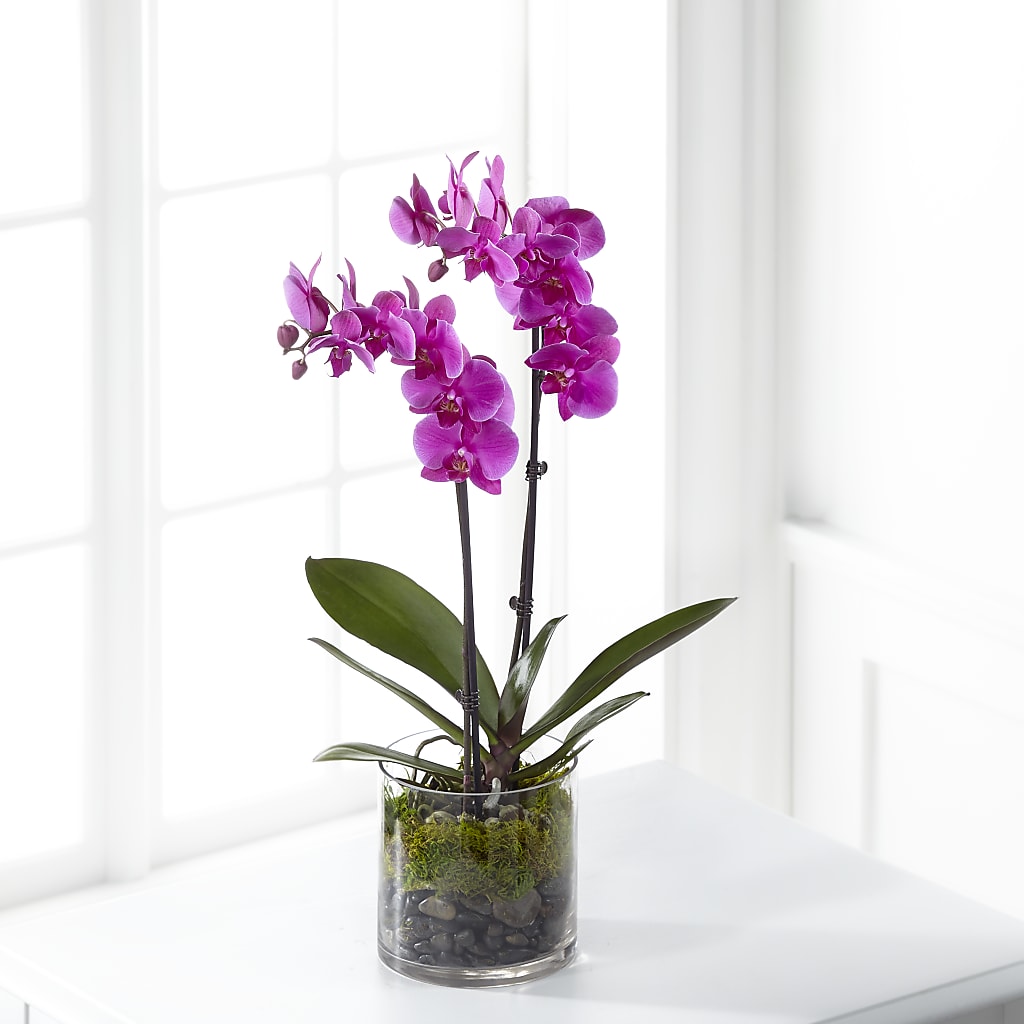 Pink Orchid Plant – A Floral Gallery, Clayton MO