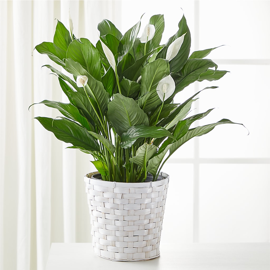 A New Leaf Peace Lily – A Floral Gallery, Clayton MO