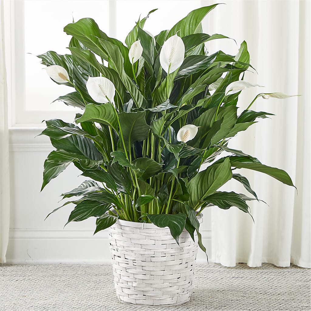 A New Leaf Peace Lily – A Floral Gallery, Clayton MO