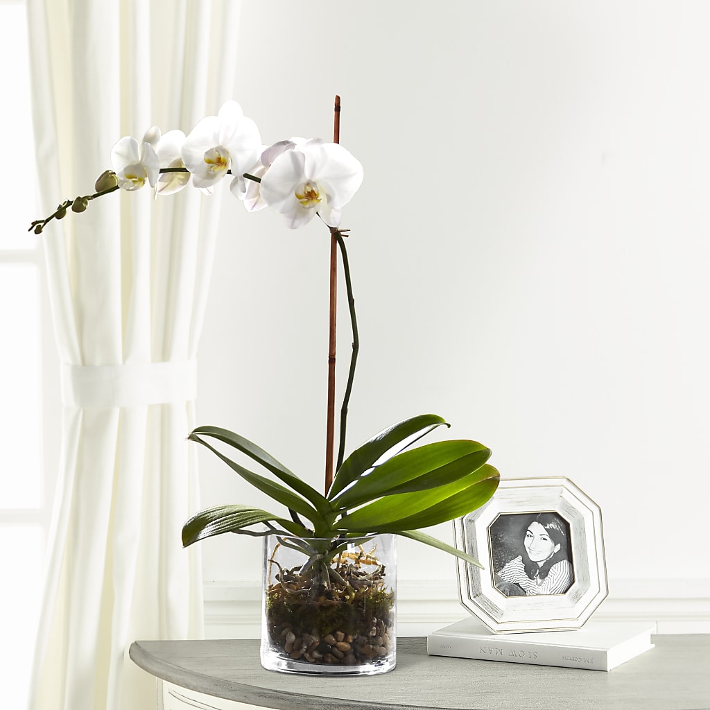 White Orchid Planter – A Floral Gallery, Clayton MO