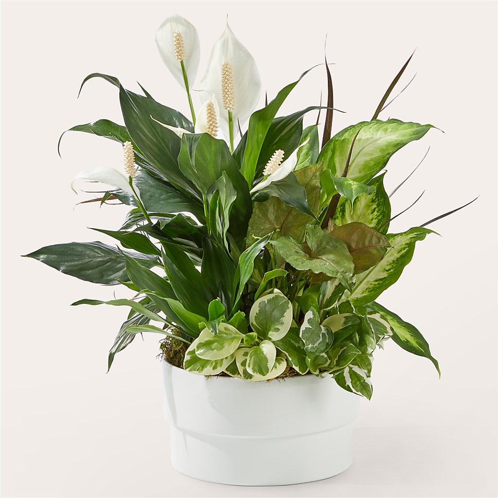 Radiating Positivity Dishgarden – A Floral Gallery, Clayton MO