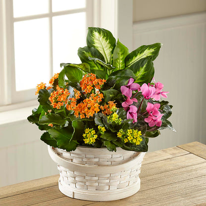 Color Crush Dishgarden –  A Floral Gallery, Clayton MO