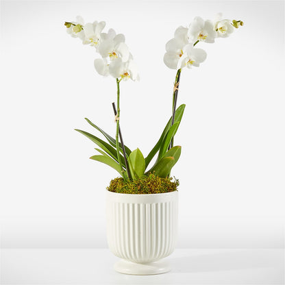 Whispering White Orchid –  A Floral Gallery, Clayton MO