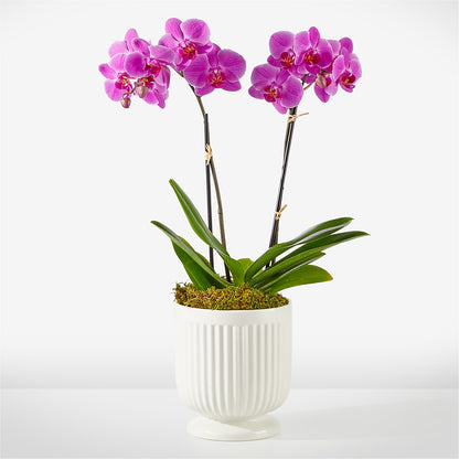Friendly Fuchsia Orchid –  A Floral Gallery, Clayton MO