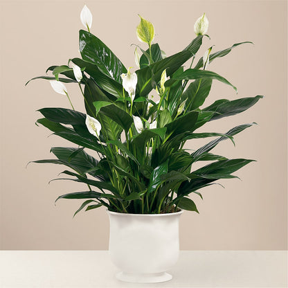 Comfort Planter –  A Floral Gallery, Clayton MO