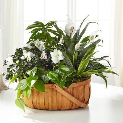 Serene Dishgarden –  A Floral Gallery, Clayton MO