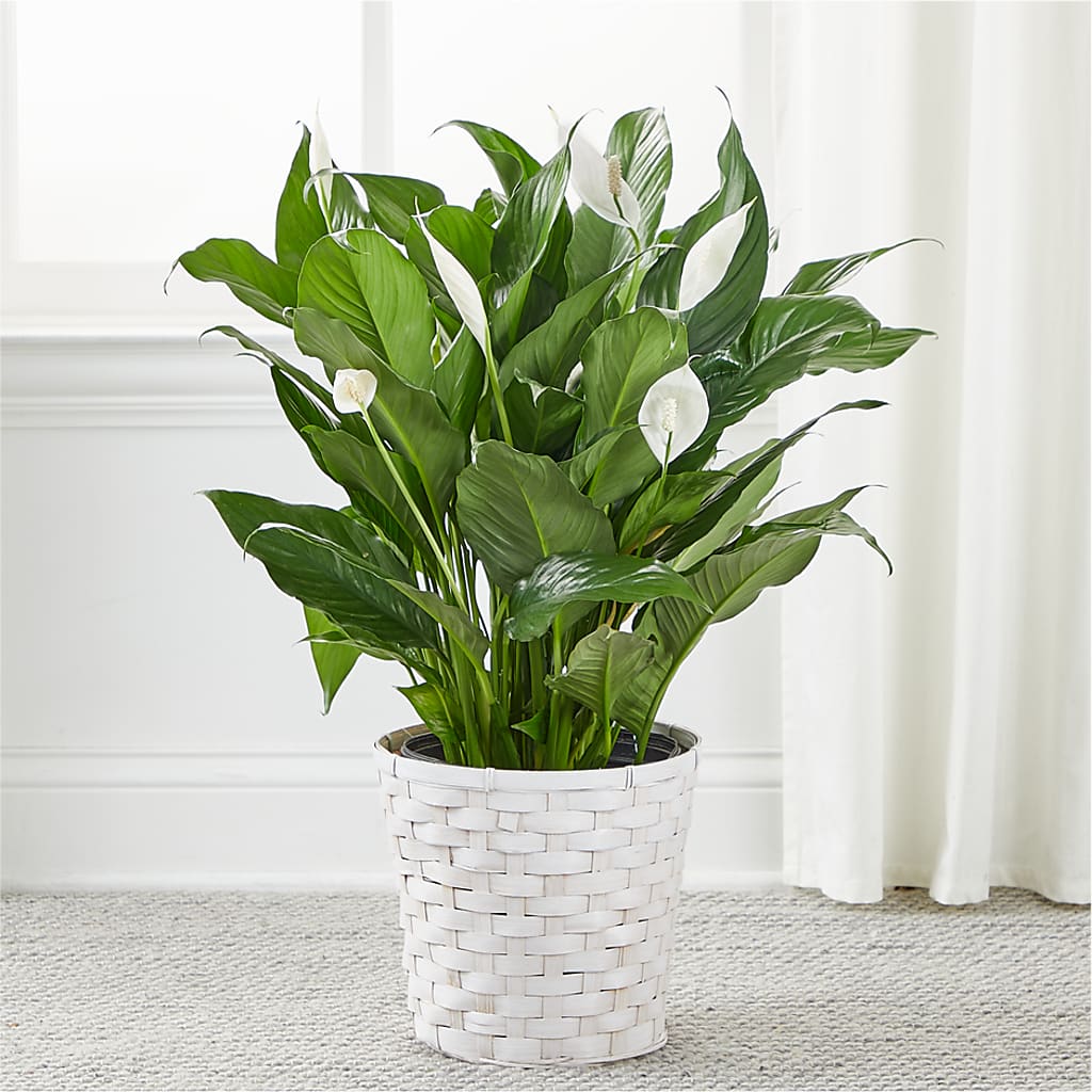 A New Leaf Peace Lily –  A Floral Gallery, Clayton MO