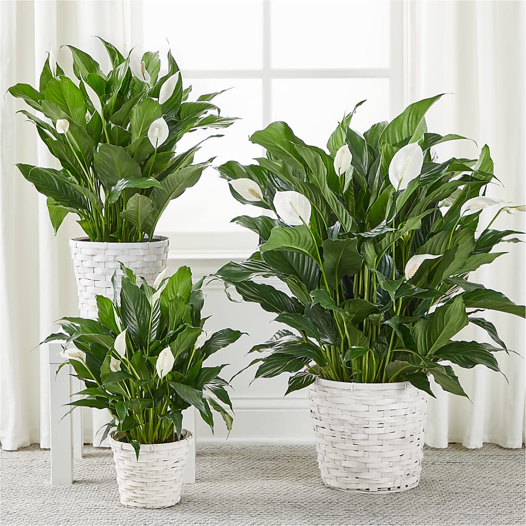 A New Leaf Peace Lily –  A Floral Gallery, Clayton MO