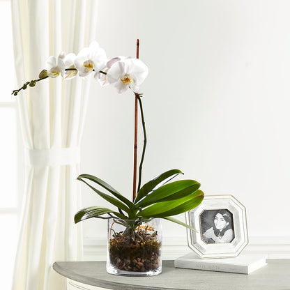 White Orchid Planter –  A Floral Gallery, Clayton MO