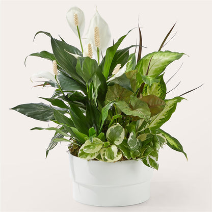 Radiating Positivity Dishgarden –  A Floral Gallery, Clayton MO